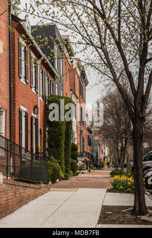 Baltimore, Maryland, USA. Narzisse Blumen blühen im Frühjahr auf Stadt Straße in Federal Hill District. Stockfoto