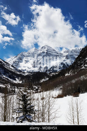 Kastanienbraune Glocken im Winter mit frischem Schnee, Colorado Stockfoto