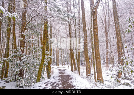 Der Big Creek Trail in den Smokey Mountains im Frühling Schnee Stockfoto