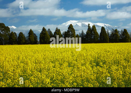 Gelbe Blumen von Raps Feld, in der Nähe von Methven, und Mt Hutt, Mid Canterbury, Südinsel, Neuseeland Stockfoto