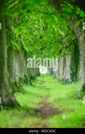 Avenue mit vielen Kastanienbäumen in Zeile und Fußweg Stockfoto