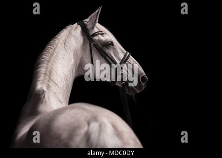 Graues Pferd mit Zügel schaut auf die Seite, Tier Portrait auf schwarzem Hintergrund, Studio shot Stockfoto