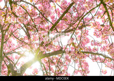 Ansicht von unten der Zweige des eine blühende Japanische Kirsche Baum mit den Strahlen der aufgehenden Sonne durch die rosa Blüten. Stockfoto