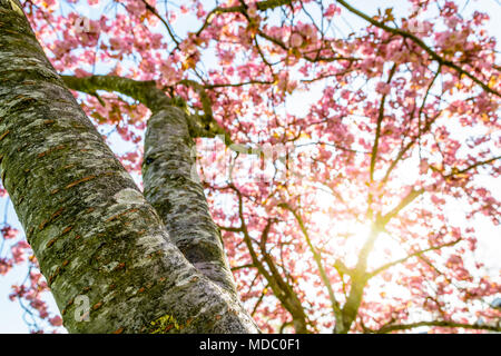 Blick von unten in eine blühende Japanische Kirsche Baum mit den Strahlen der aufgehenden Sonne durch die rosa Blüten. Stockfoto