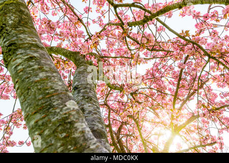 Blick von unten in eine blühende Japanische Kirsche Baum mit den Strahlen der aufgehenden Sonne durch die rosa Blüten. Stockfoto