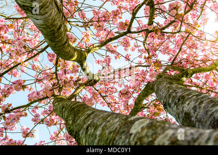 Blick von unten in eine blühende Japanische Kirsche Baum mit den Strahlen der aufgehenden Sonne durch die rosa Blüten. Stockfoto