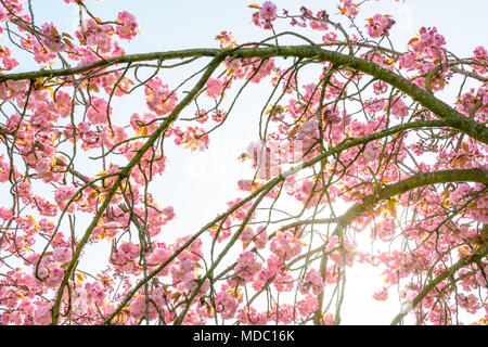 Ansicht von unten der Zweige des eine blühende Japanische Kirsche Baum mit den Strahlen der aufgehenden Sonne durch die rosa Blüten. Stockfoto