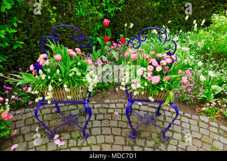 Frühling Garten Dekorationen mit blühenden Blumen von muscari, Stiefmütterchen und Gänseblümchen Stockfoto