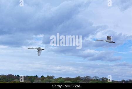 Zwei Schwäne im Flug mit einem blauen Himmel und Wolken im New Forest in Lymington Sümpfe, Vereinigtes Königreich Stockfoto