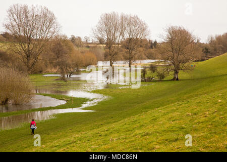 Frau zu Fuß durch Ackerland entlang den Fluss Coln zwischen Bibury und Coln St Aldwyns in der englischen Landschaft von Cotswold Gloucestershire überflutet Stockfoto