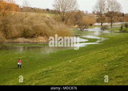 Frau zu Fuß durch Ackerland entlang den Fluss Coln zwischen Bibury und Coln St Aldwyns in der englischen Landschaft von Cotswold Gloucestershire überflutet Stockfoto