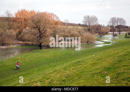 Frau zu Fuß durch Ackerland entlang den Fluss Coln zwischen Bibury und Coln St Aldwyns in der englischen Landschaft von Cotswold Gloucestershire überflutet Stockfoto