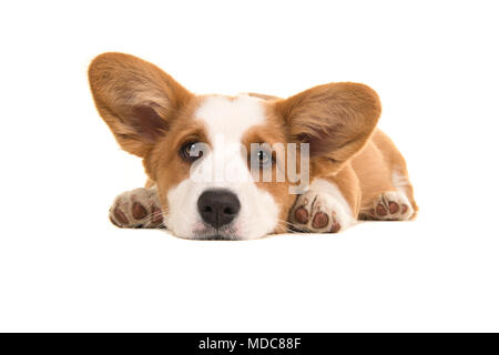 Braune und weiße Welsh Corgi Pembroke Welpen auf dem Boden liegend mit dem Kopf nach unten an der Kamera auf einem weißen Hintergrund suchen Stockfoto