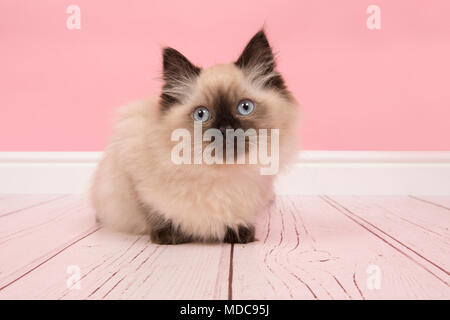 Cute rag doll Katze mit blauen Augen in einem Pink Studio Wohnzimmer einrichten Stockfoto