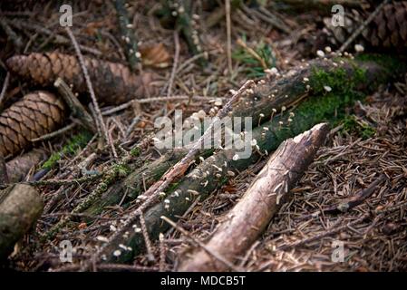 Unterholz gesehen auf dem Waldboden in der Nähe von Lyon, Frankreich Stockfoto