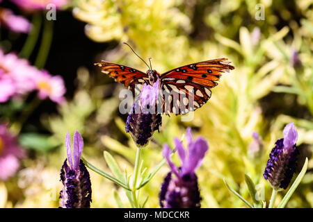 Orange Schmetterling (Golf Fritillary) auf lila Blüten, in der Arizona Sonora Wüste. Stockfoto