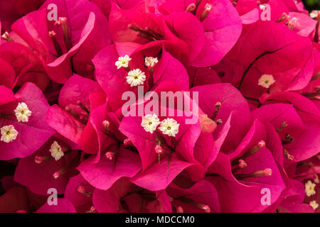 Cluster von brillanten Bougainvillea Blüten, die leuchtend rote Blüten, die zarten weißen Blüten. Stockfoto