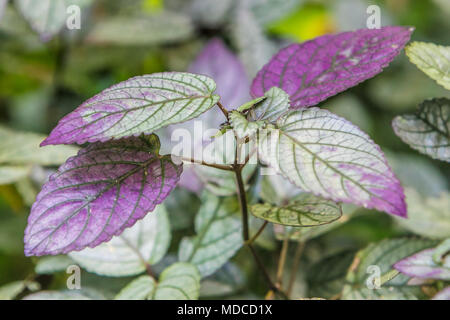 Red Ivy [Hemigraphis Colorata]. Barbados botanischen Garten. Stockfoto