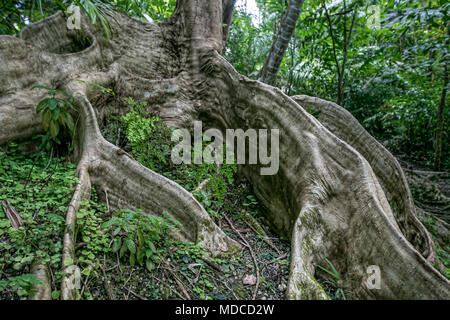 Die Wurzeln an der Unterseite eines flamboyant Tree [ Delonix regia]. Barbados botanischen Garten. Stockfoto
