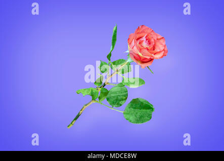 Blume der eine rote Rose mit grünen Blättern, mit Blüten mit Wassertropfen, auf blauem Hintergrund abgedeckt Stockfoto