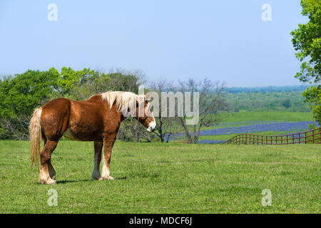 Belgische Zugpferd stehen auf Grün Texas Frühling Weide. Ein Zaun, Bäume, und bluebonnet Feld Hintergrund gegen den blauen Himmel. Stockfoto