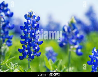Texas Bluebonnet (Lupinus Texensis) Blumen blühen im Frühling. Selektiver Fokus Stockfoto