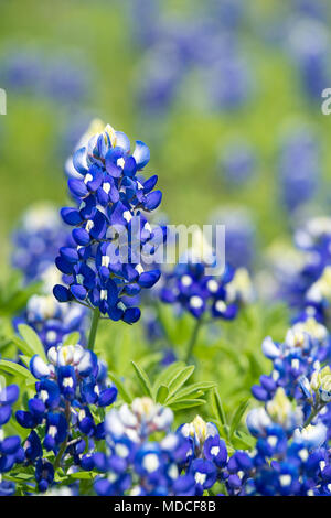 Texas Bluebonnet (Lupinus Texensis) Blumen blühen im Frühling. Selektive konzentrieren. Stockfoto