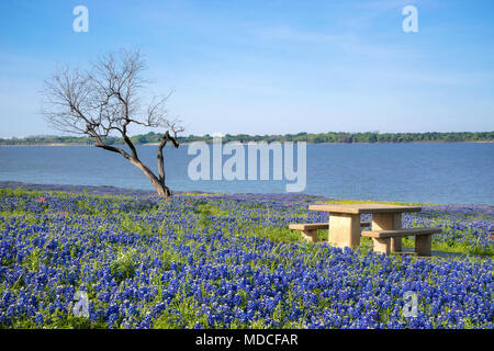 Picknicktisch von blühenden Texas Bluebonnet Blumen im Frühling von einem See umgeben. Einsamer Baum und blauer Himmel. Stockfoto