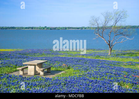 Picknicktisch von blühenden Texas Bluebonnet Blumen im Frühling von einem See umgeben. Einsamer Baum und blauer Himmel. Stockfoto