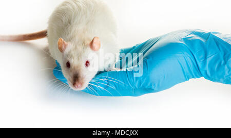 Hände in medizinische Handschuhe halten sie eine Ratte auf weißem Hintergrund Stockfoto