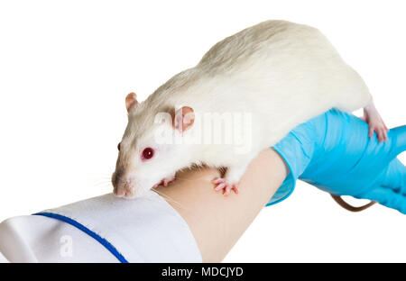 Hände in medizinische Handschuhe halten sie eine Ratte auf weißem Hintergrund Stockfoto