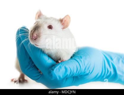 Hände in medizinische Handschuhe halten sie eine Ratte auf weißem Hintergrund Stockfoto