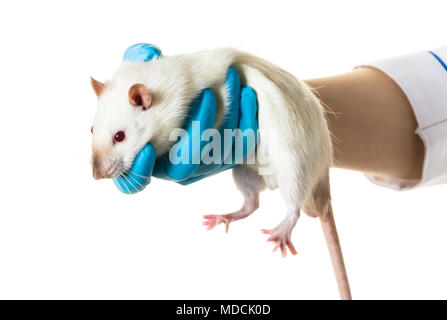 Hände in medizinische Handschuhe halten sie eine Ratte auf weißem Hintergrund Stockfoto