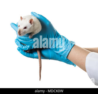 Hände in medizinische Handschuhe halten sie eine Ratte auf weißem Hintergrund Stockfoto