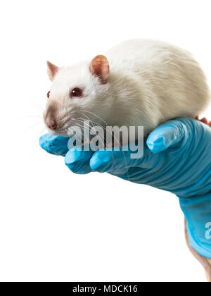 Hände in medizinische Handschuhe halten sie eine Ratte auf weißem Hintergrund Stockfoto