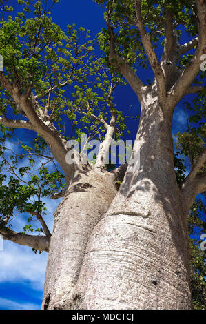 Australian boab (Adansonia gregorii) mit hellen grünen Laub gegen den blauen Himmel Hintergrund. Es ist eine Quelle von Nahrung und Wasser und ist auch Arzneimittel Stockfoto