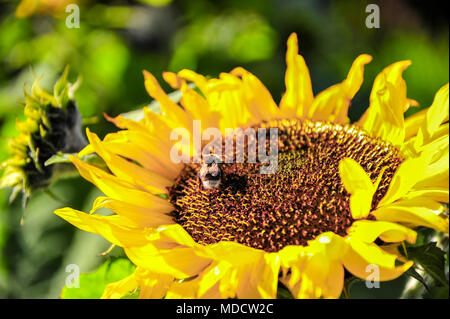 Nahaufnahme von einer Biene auf einer Sonnenblume (Helianthus annuus). Diaphan Flügel schimmern auf helle gelbe Blume, auf grüner bokeh Hintergrund Stockfoto