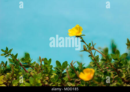 Gelbe Farbe der Gemeinsamen Portulak, Verdolaga, Pigweed, wenig Scharfkraut oder Pusley auf blauem Hintergrund am Morgen. Stockfoto