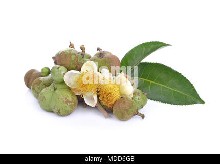 Kaffee Samen, Blüten, Blätter auf weißem Hintergrund Stockfoto