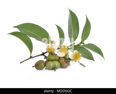 Kaffee Samen, Blüten, Blätter auf weißem Hintergrund Stockfoto