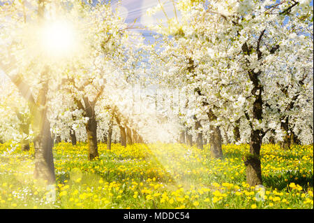 Viele blühende Apfelbäume in der Zeile auf Feld mit Frühling Blumen Stockfoto