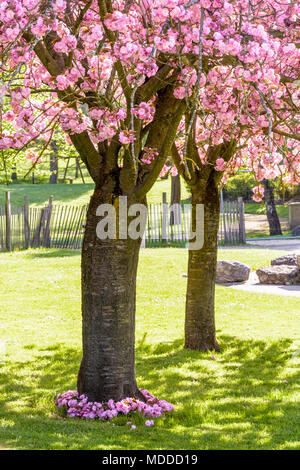 Zwei blühenden Japanischen Kirschbäume im öffentlichen Park von Tremblay, in den Vororten von Paris, mit rosa Blumen wachsen am Fuße des näher Baum. Stockfoto