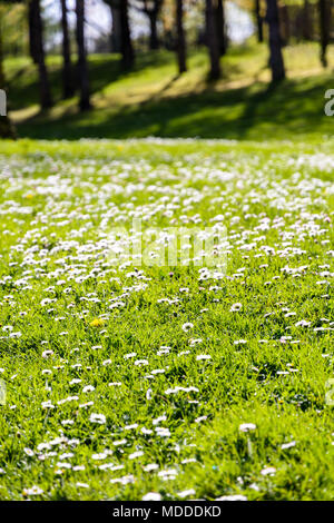 Eine Liegewiese mit kleinen weißen Gänseblümchen und gelber Löwenzahn mit einem Holz im Hintergrund gestreut. Stockfoto