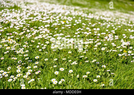 Eine rollende Rasen mit kleinen weißen Gänseblümchen beschmutzt. Stockfoto