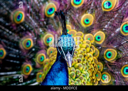 Indische Pfau Pavo chistatus anzeigen Es schwanzfedern im Frühjahr. Stockfoto