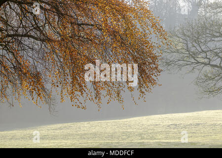 Buche. Fagus sylvatica in Blätter in Abington Park, Northampton, Großbritannien kommenden Stockfoto