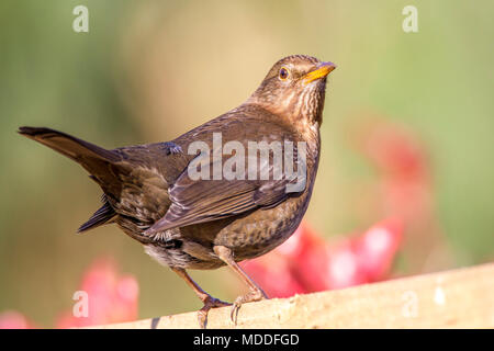 Frau. Schwarzer Vogel. Turdus merula (Turdidae) auf fenching gehockt Stockfoto