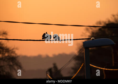 Ein paar woodpigeons, Columba Palumbus, bei Sonnenaufgang North Dorset England UK. Die auf der linken Seite ist das Putzen seine Schwanzfedern. 19. April 2018. Stockfoto