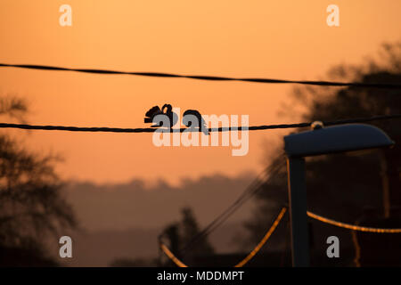 Ein paar woodpigeons, Columba Palumbus, bei Sonnenaufgang North Dorset England UK. Die auf der linken Seite ist das Putzen seine Schwanzfedern. 19. April 2018. Stockfoto