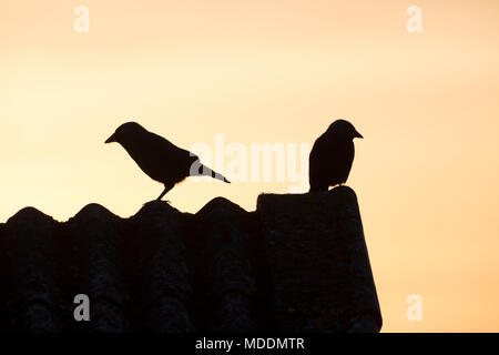 Ein paar Dohle Corvus monedula bei Sonnenaufgang in North Dorset England UK thront auf einem Gebäude. Stockfoto